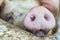 Pig\'s snout