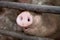 Pig\'s Snout Behind Bars