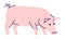 Pig side view flat vector illustration. Livestock farming, domestic animal husbandry design element with outline. Pork