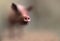 Pig silhouette with foreground focus and blurry background. Pig snout sniffs. Creative illustration with copy space. 3D rendering