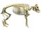 Pig Skeleton anatomical animal 3D rendering on white background