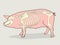 Pig Skeleton. Vector Illustration. Pig Skeleton Diagram.