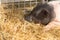 Pig sleeping in straw