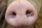 Pig snout