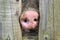 Pig snout between wooden fence boards. Detail of a pink snout from mud. Pig in the corral, detail