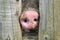 Pig snout between wooden fence boards. Detail of a pink snout from mud. Pig in the corral, detail