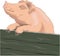 Pig Standing Against a Fence Illustration