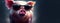 pig in vacation, summertime concept, panoramic layout.