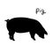 Pig of vector illustration. Silhouette farming animal