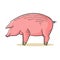 Pig vector isolatad on white background. Cartoon piggy illustration symbol 2019 new year or christmas. Pork meet on farm