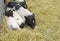 Pig and young piglet on hay and straw at pig breeding farm