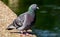 Pigeon