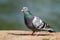 Pigeon