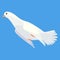 Pigeon animation. Bird motion wings in heaven. Flying migratory pigeon, cartoon vector illustration. Bird dove animation