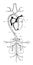 Pigeon Arterial System, vintage illustration