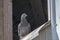 Pigeon in a barn-loft window