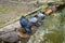 Pigeon bathing. Pigeons on the shore of a pond. Shallow depth of field. Selective focus