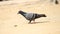 Pigeon at beach