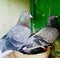 Pigeon Beauty photograph symbol of urban wildlife 5