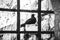 A pigeon behind the bars- unfreedom