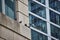 Pigeon, bird, animals standing on wall ledge of office building with blue tinted windows, Chicago