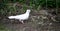 Pigeon bird on the backyard vegetable garden