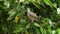 Pigeon bird close-up with red berries on a tree among green foliage