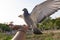 Pigeon bird feeding on human hand