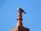 Pigeon bird gray house chimney calm blue sky bird gray house chimney