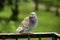 Pigeon bird on the old balcony railing