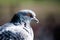 Pigeon bird with orange yellow eyes close up portrait photo with out of focus background