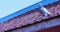 Pigeon bird perches on the rooftop with blue sky background