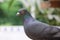 A pigeon bird photo with best background