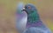 Pigeon bird portrait fom short distance with face and eyes in high definition