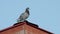 Pigeon bird standing on house roft top