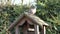 Pigeon on the bird table, walking around and watching carefully