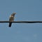 Pigeon bird on a wire