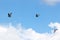 Pigeon birds on blue sky
