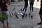 pigeon birds brick  tattoo floor stray street travel white blue black red