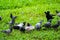 Pigeon birds enjoy in the park with green grass background in e