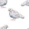 Pigeon birds hand drawn watercolor park city animals feathers wings environment