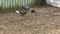 Pigeon birds peck at the seeds of newly planted grass