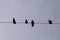 Pigeon birds sitting on a electric cable over white background