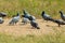 pigeon birds standing on ground floor