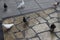 pigeon birds stray street travel white blue black red feed seeds