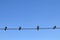 Pigeon birds on wire, blue cloudy sky.