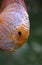 Pigeon Blood Discus Fish, symphysodon aequifasciatus, Adult