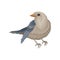 Pigeon with blue-gray plumage. Winter bird with small head and short legs. Wild feathered animal. Flat vector icon