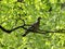 Pigeon on branch of tree