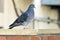 Pigeon on Brick Wall